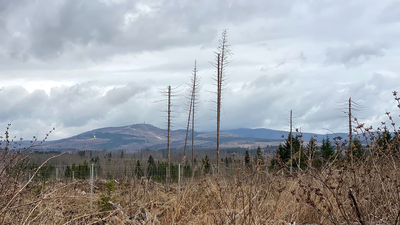 Osterwanderung Grünes Band 2026: Harz: im Hintergrund links: Wurmberg, rechts daneben: Brocken in Wolken (Foto: Andreas Kuhrt)