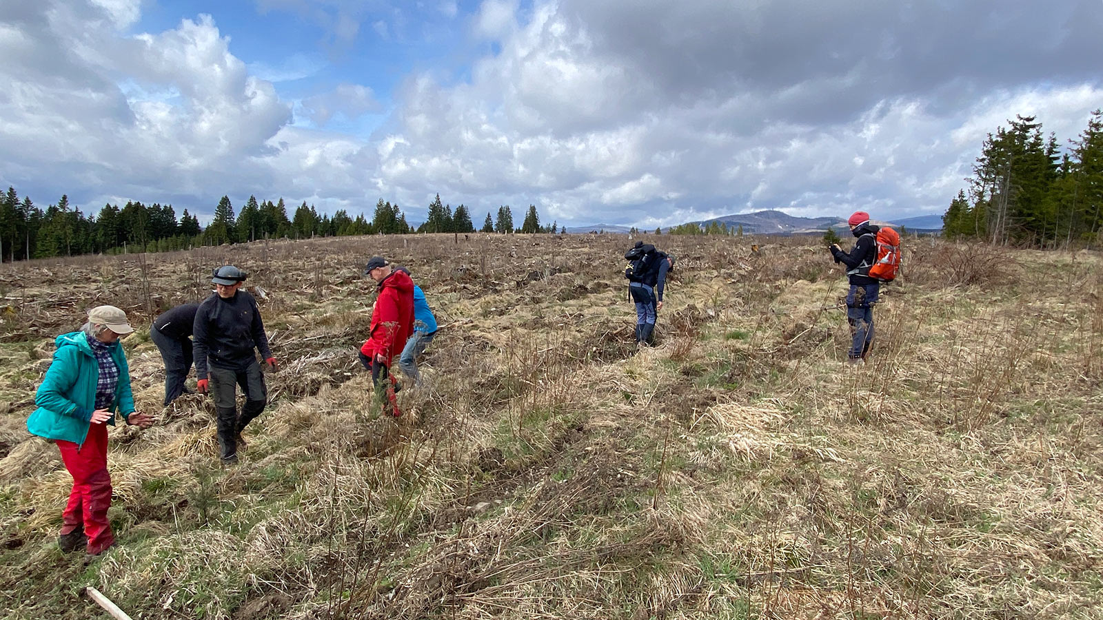 Osterwanderung Grünes Band 2026: Harz: Aufforstung im Oberharz an der Warmen Bode (Foto: Andreas Kuhrt)