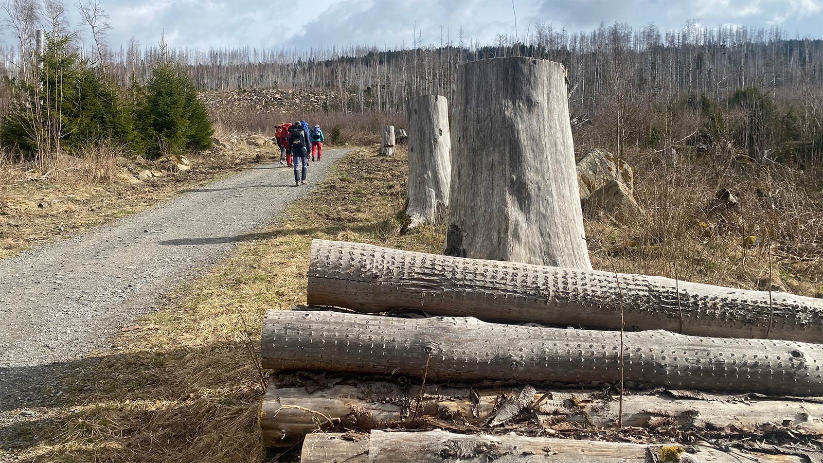 Osterwanderung Grünes Band 2026: Harz: Aufstieg zum Brocken: Großmutter-Rodelbahn (Foto: Andreas Kuhrt)
