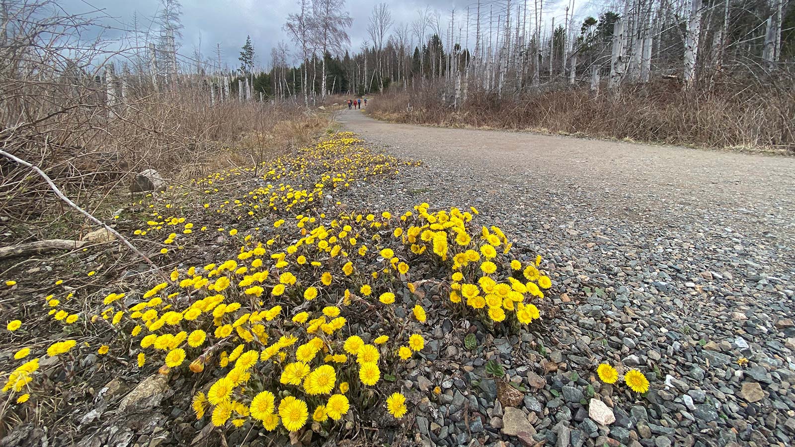 Osterwanderung Grünes Band 2026: Harz: Aufstieg zum Brocken: Alte Bobbahn (Foto: Andreas Kuhrt)