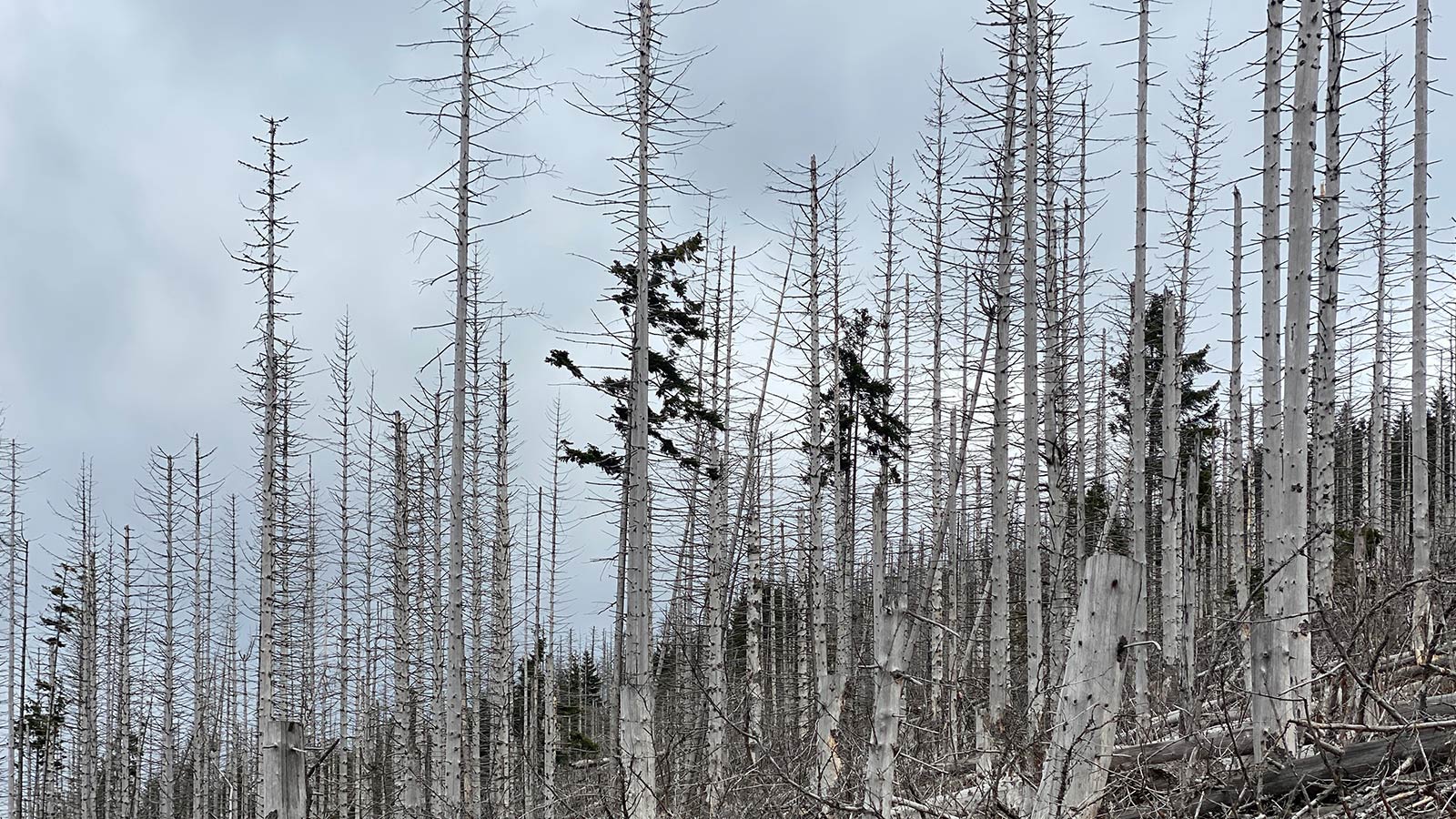 Osterwanderung Grünes Band 2026: Harz: Aufstieg zum Brocken: Waldsterben am Bahnparallelweg (Foto: Andreas Kuhrt)