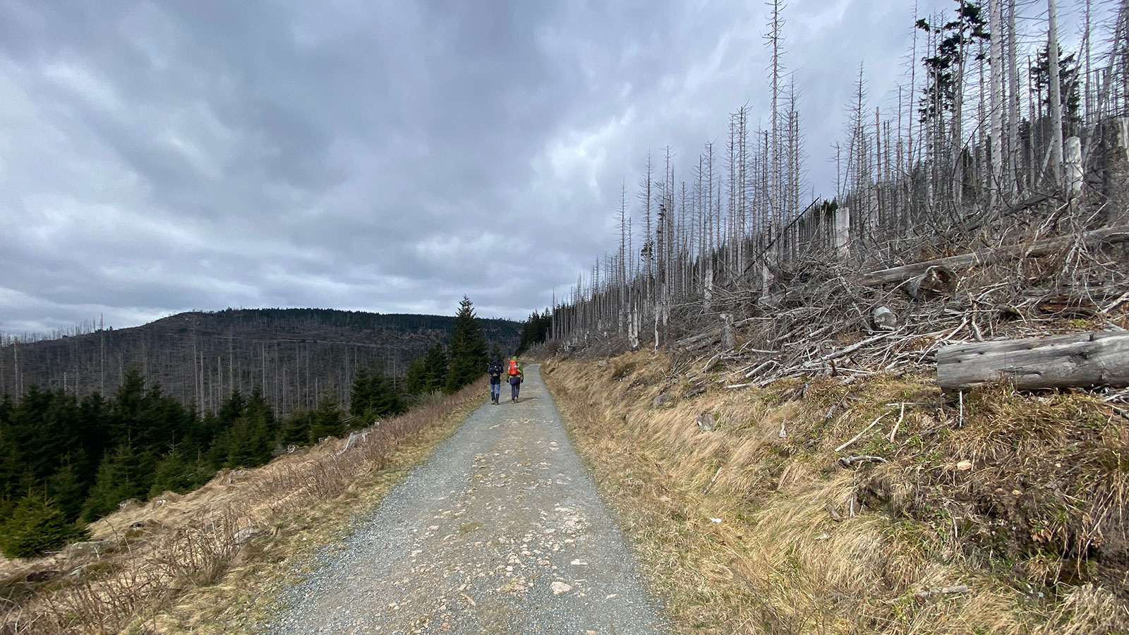 Osterwanderung Grünes Band 2026: Harz: Aufstieg zum Brocken: Bahnparallelweg (Foto: Andreas Kuhrt)