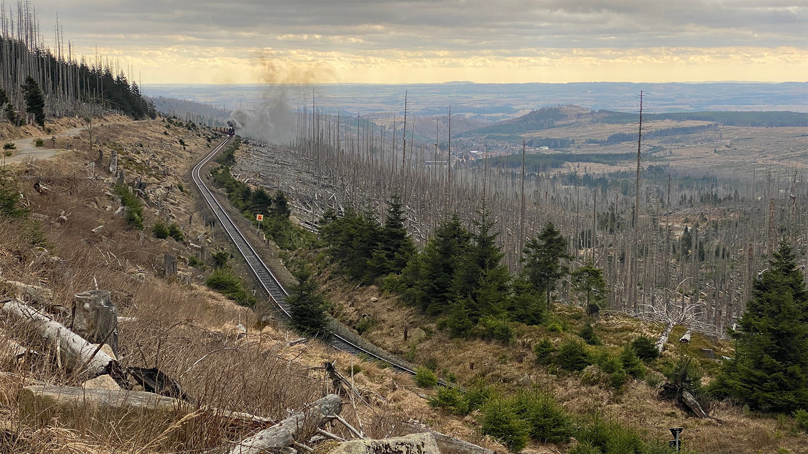 Osterwanderung Grünes Band 2026: Harz: Aufstieg zum Brocken: Brockenbahn am Bahnparallelweg (Foto: Andreas Kuhrt)