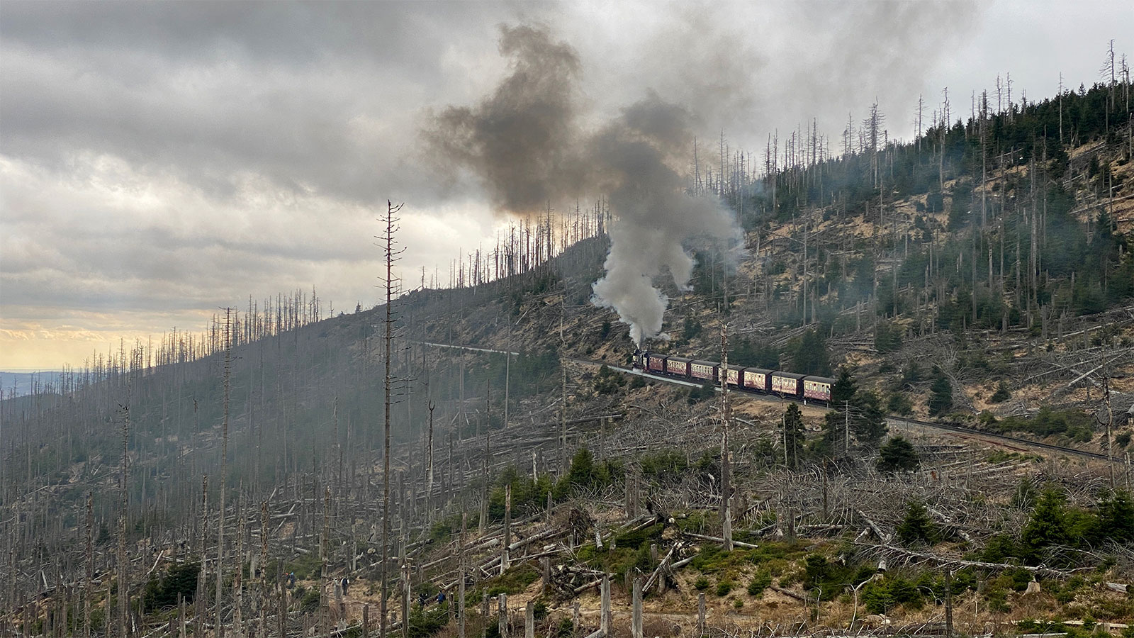 Osterwanderung Grünes Band 2026: Harz: Aufstieg zum Brocken: Brockenbahn am Bahnparallelweg (Foto: Andreas Kuhrt)