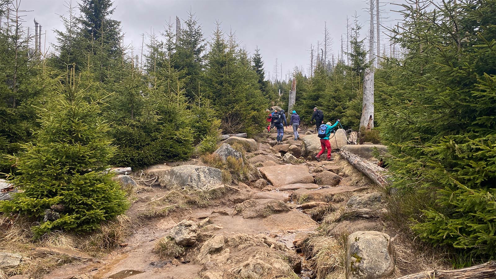 Osterwanderung Grünes Band 2026: Harz: Aufstieg zum Brocken: Eckerlochstieg (Foto: Andreas Kuhrt)