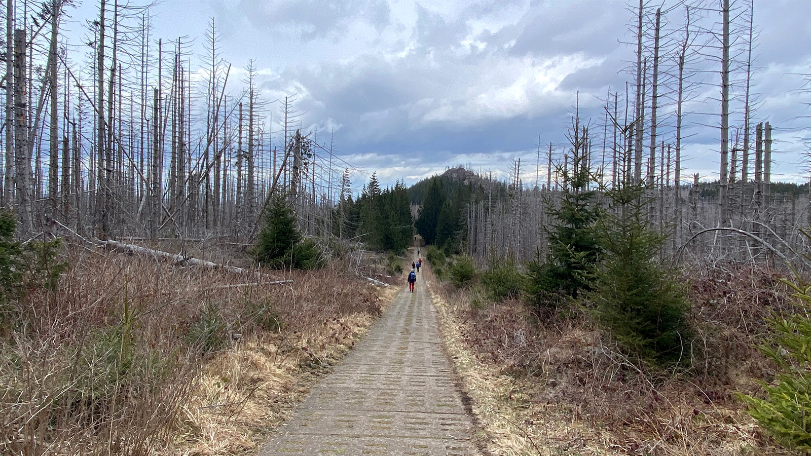 Osterwanderung Grünes Band 2026: Harz: Hirtenstieg vom Brocken Richtung Scharfenstein (Foto: Andreas Kuhrt)