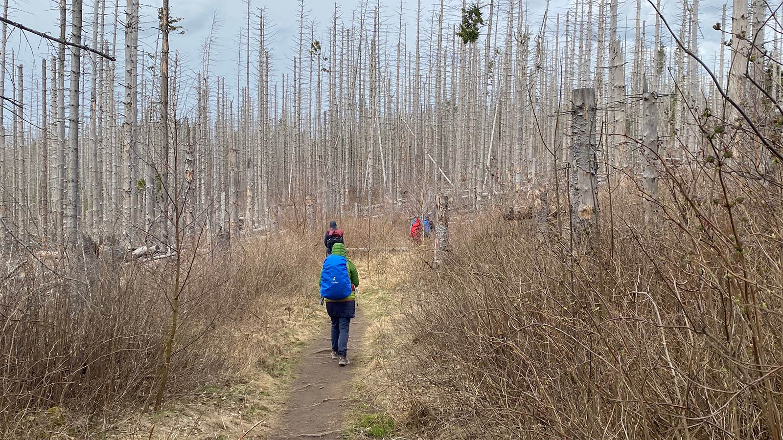 Osterwanderung Grünes Band 2026: Harz: Totwald beim Eckerstausee (Foto: Andreas Kuhrt)
