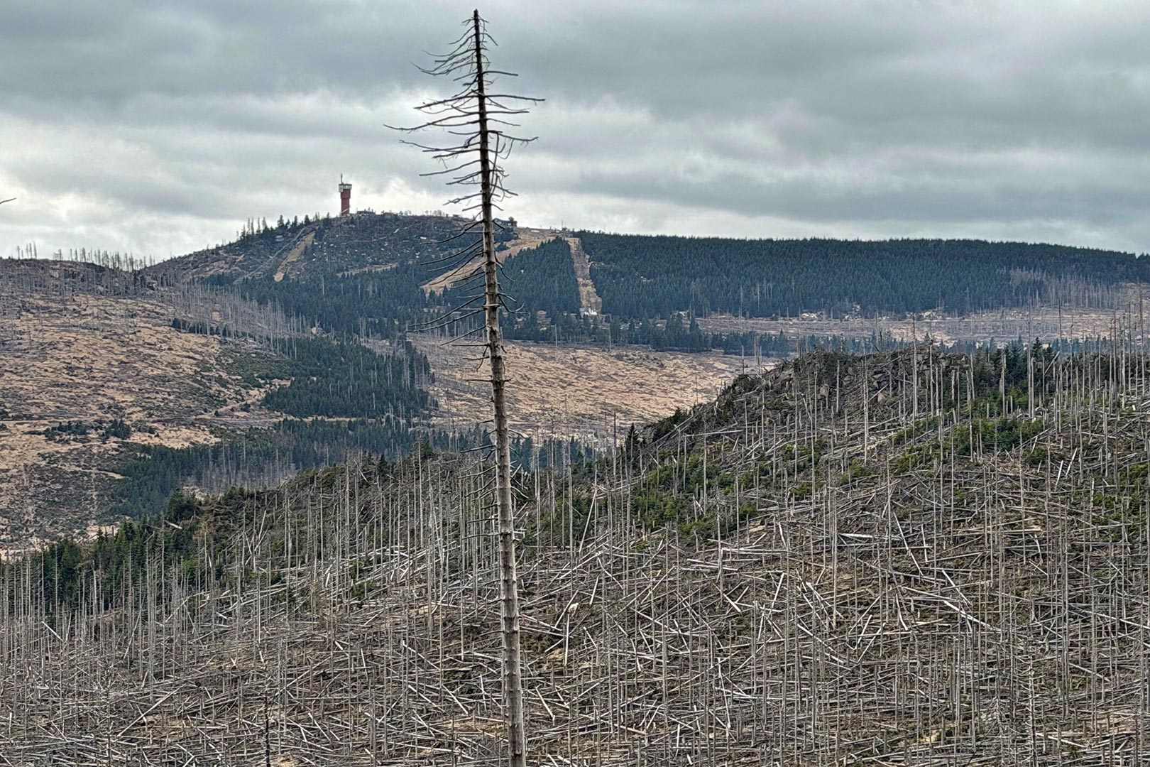 Osterwanderung Grünes Band 2026: Harz: Aufstieg zum Brocken: Blick vom Bahnparallelweg (Foto: Manuela Hahnebach)