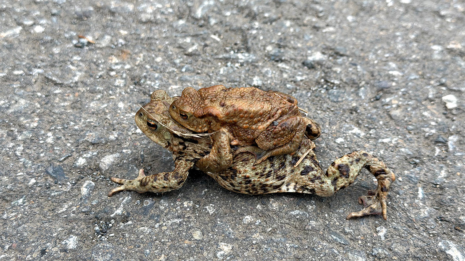 Osterwanderung Grünes Band 2026: Harz: Erdkröten beim Eckerstausee (Foto: Manuela Hahnebach)