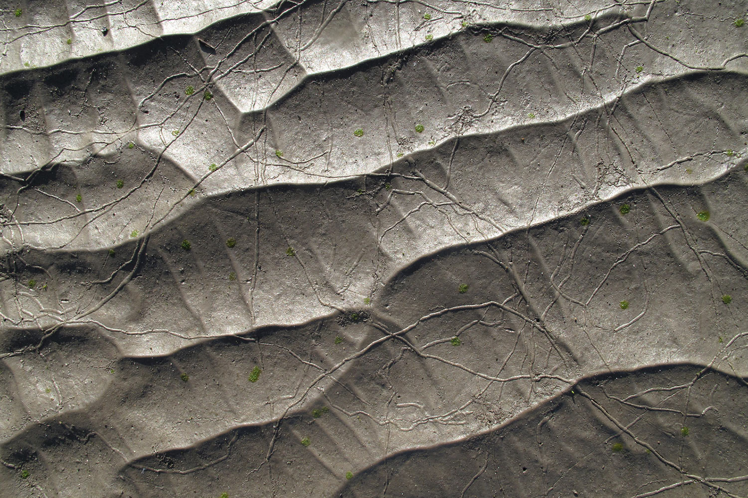 Schlamm . Saqqaqdalen . Nuussuaq . Grönland . 2009 (Foto: Manuela Hahnebach)