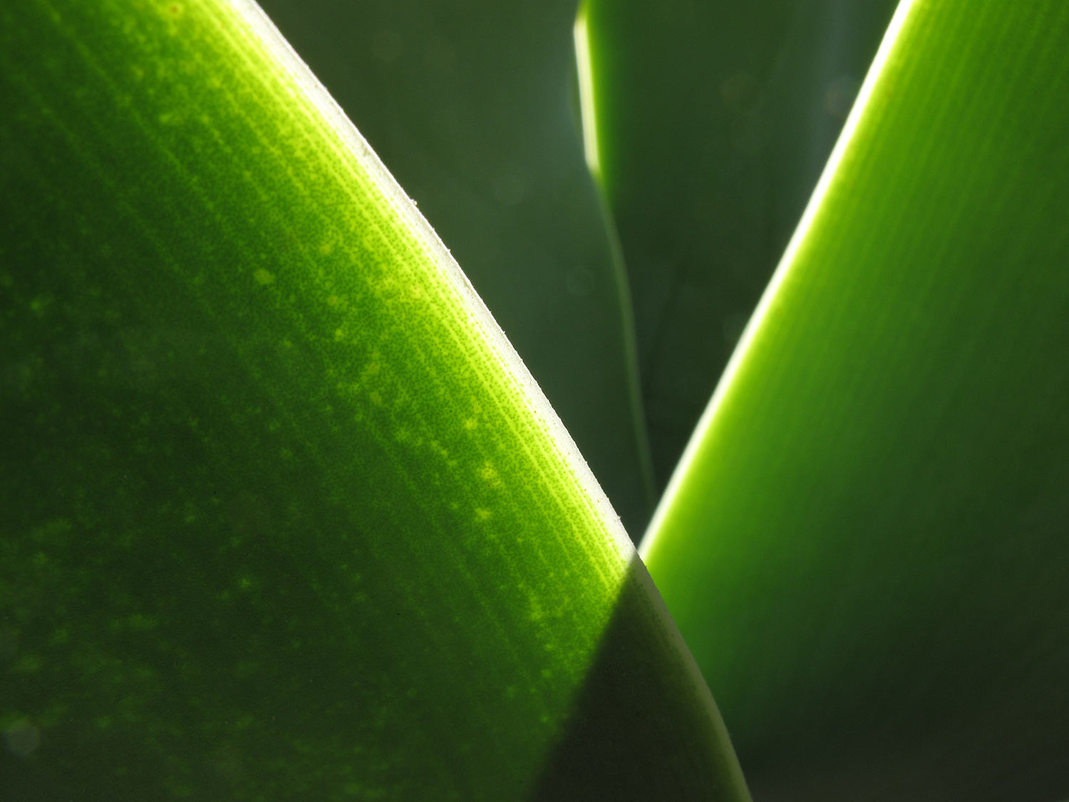 Grün 1 . Orangerie Herrenhäuser Gärten . Hannover (Foto: Andreas Kuhrt 2011)