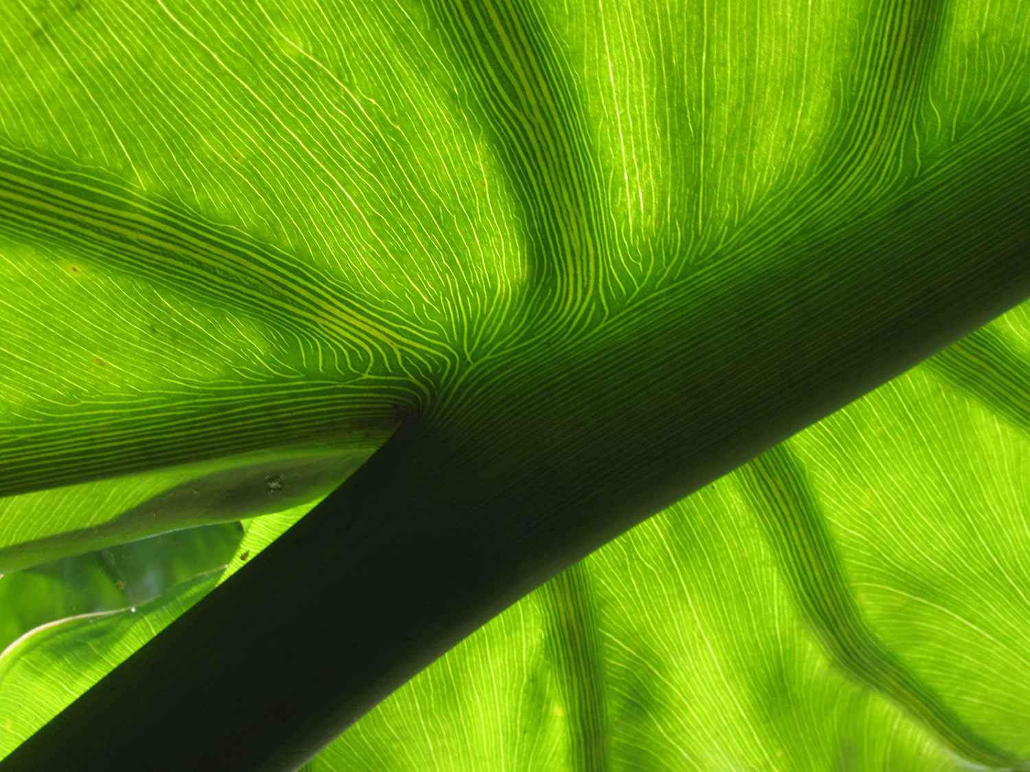 Grün 3 . Orangerie Herrenhäuser Gärten . Hannover (Foto: Andreas Kuhrt 2011)