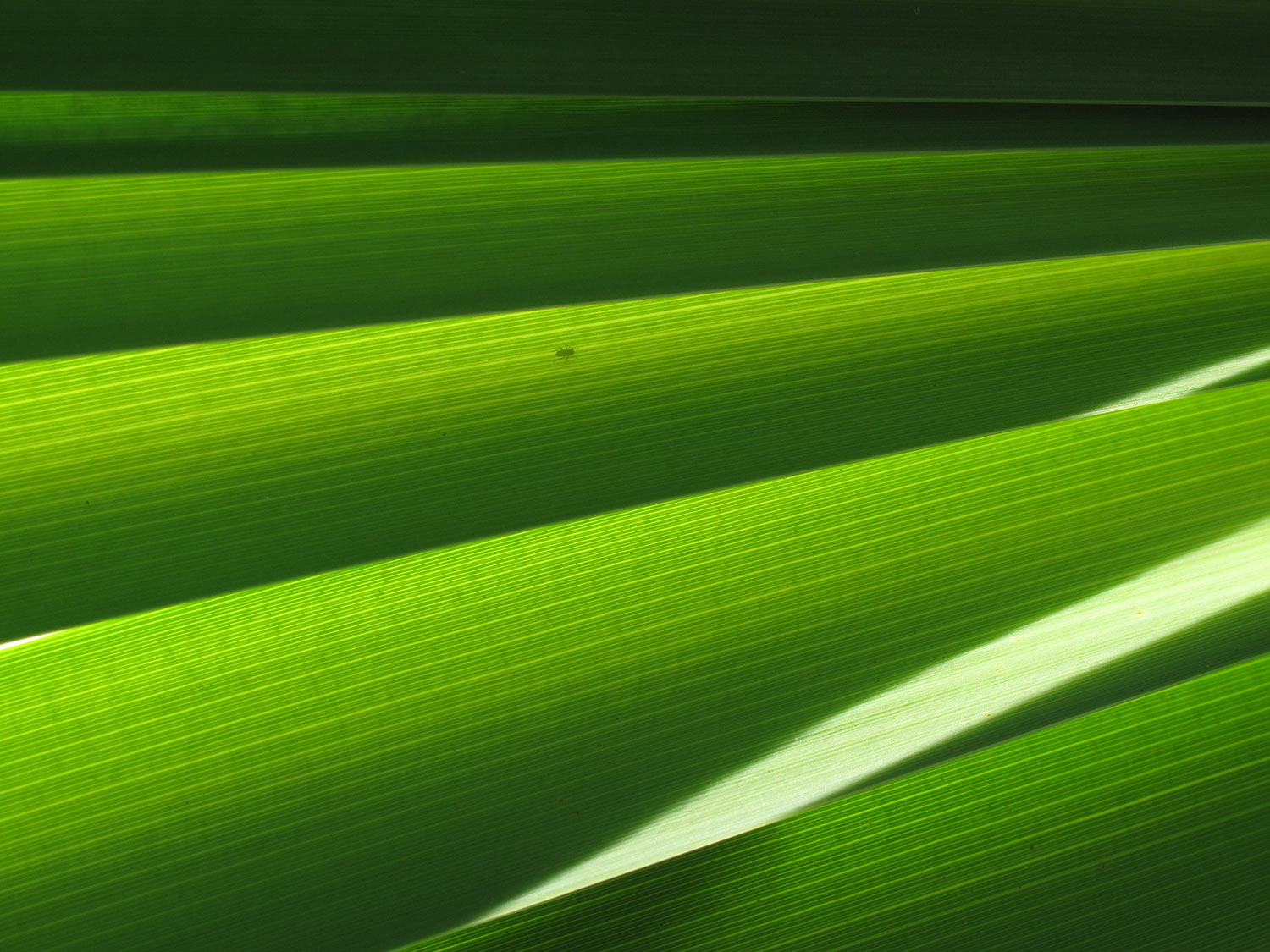 Grün 2 . Orangerie Herrenhäuser Gärten . Hannover (Foto: Andreas Kuhrt 2011)