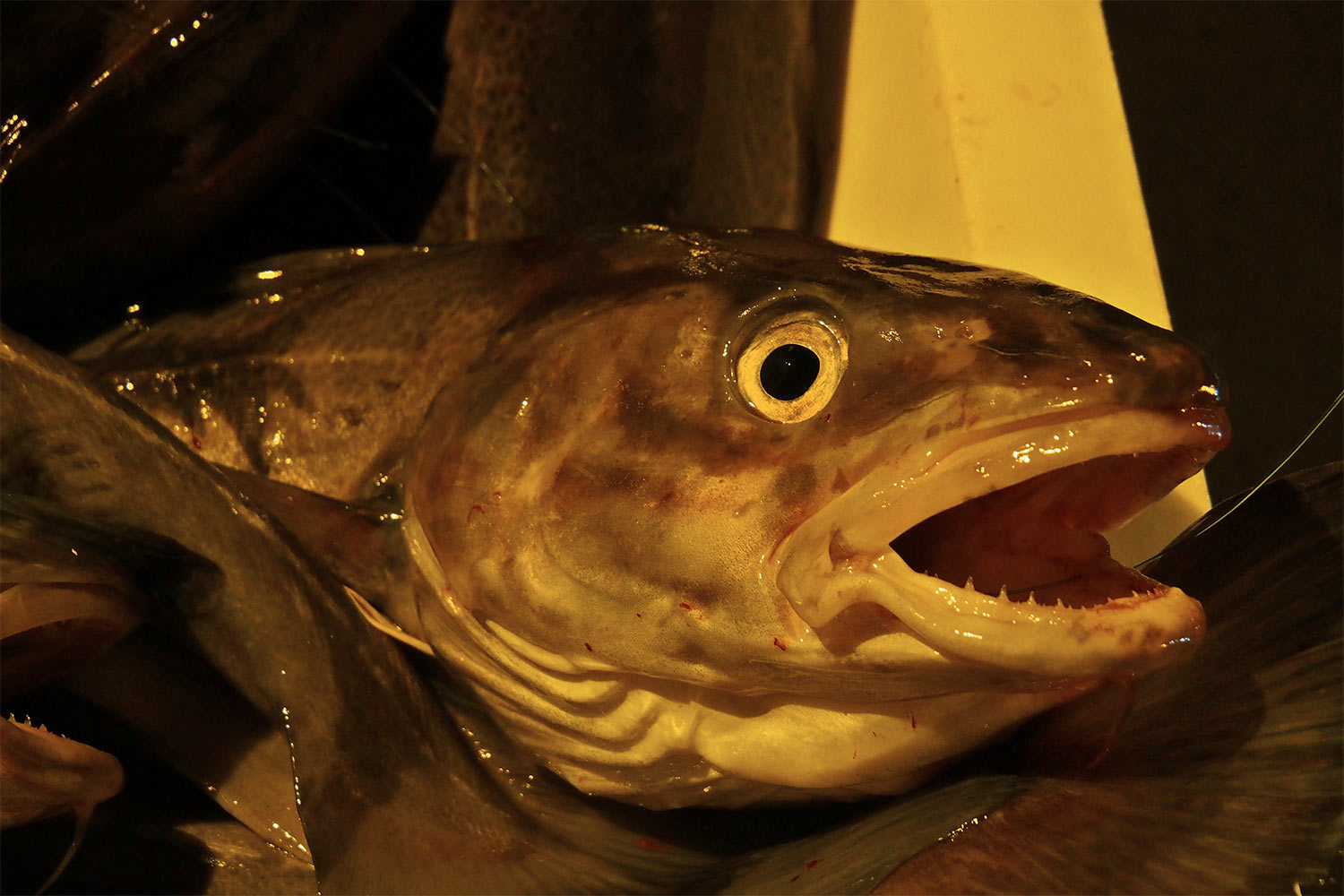 Fischfang . Hamnøya . Lofoten . 2013 (Foto: Manuela Hahnebach)