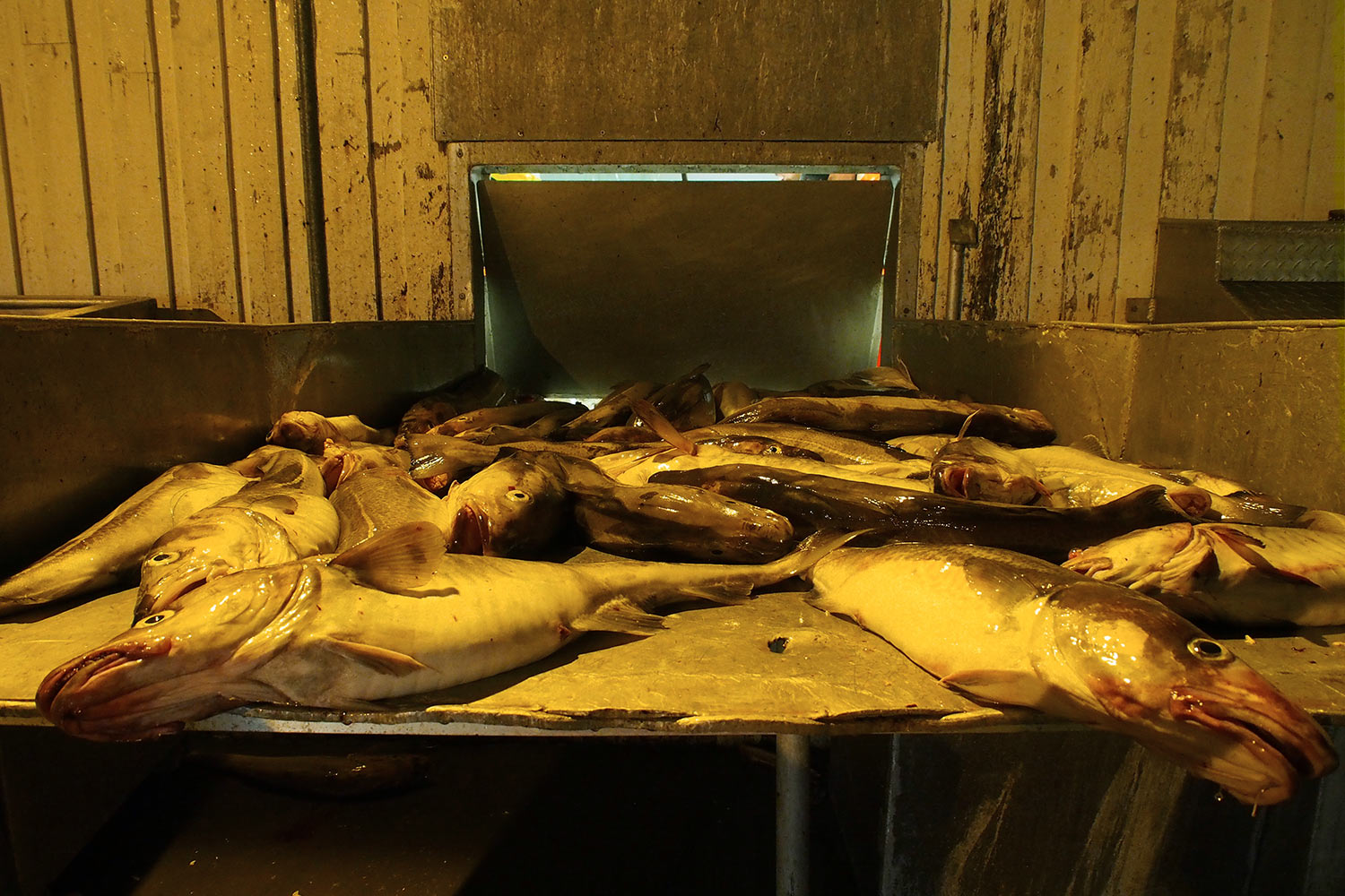 Fischfang . Hamnøya . Lofoten . 2013 (Foto: Manuela Hahnebach)