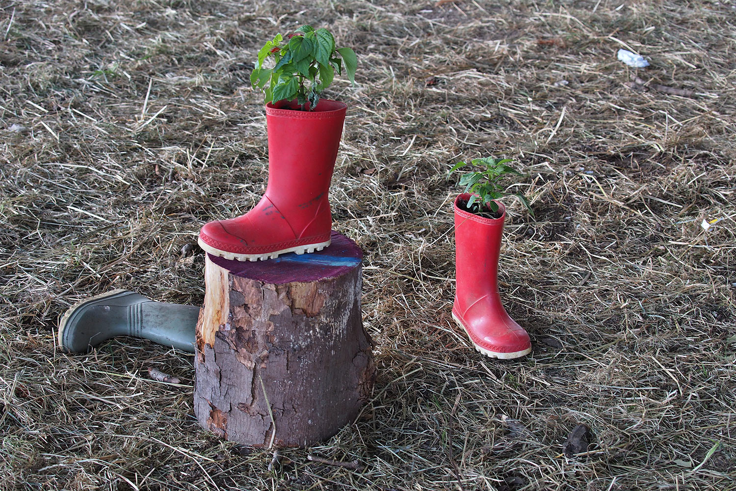 EM088441-mh-2016-08-14-suedengland-boomtown-whistlers-green Pflanzstiefel . Whistlers Green . Boomtown Fair . Matterley Estate bei Winchester . Sussex . Südengland (Foto: Manuela Hahnebach)