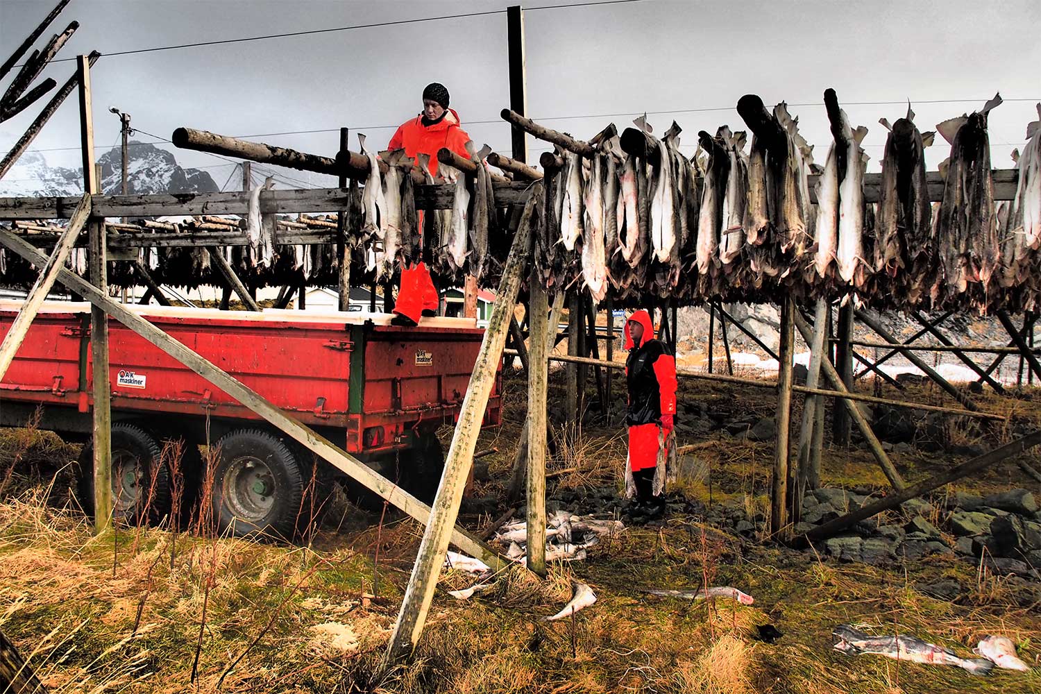 Stockfisch . Hamnøy . Lofoten . 2013 (Foto: Andreas Kuhrt)
