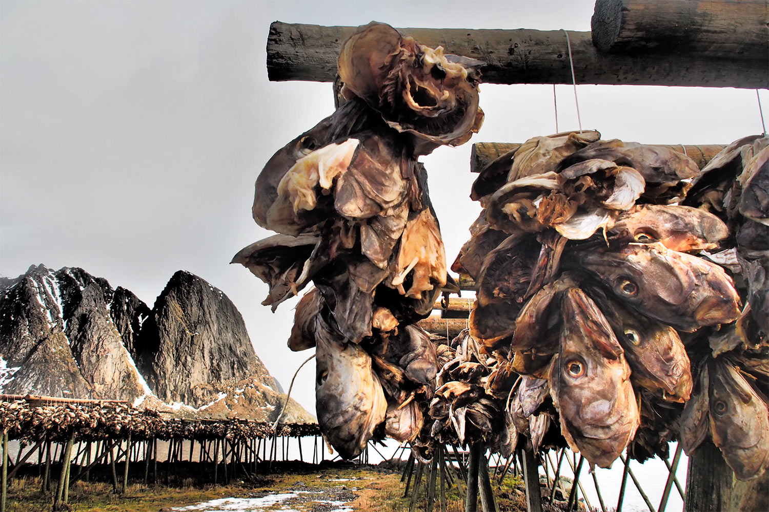 Stockfisch . Olenilsøya . Lofoten . 2013 (Foto: Andreas Kuhrt)