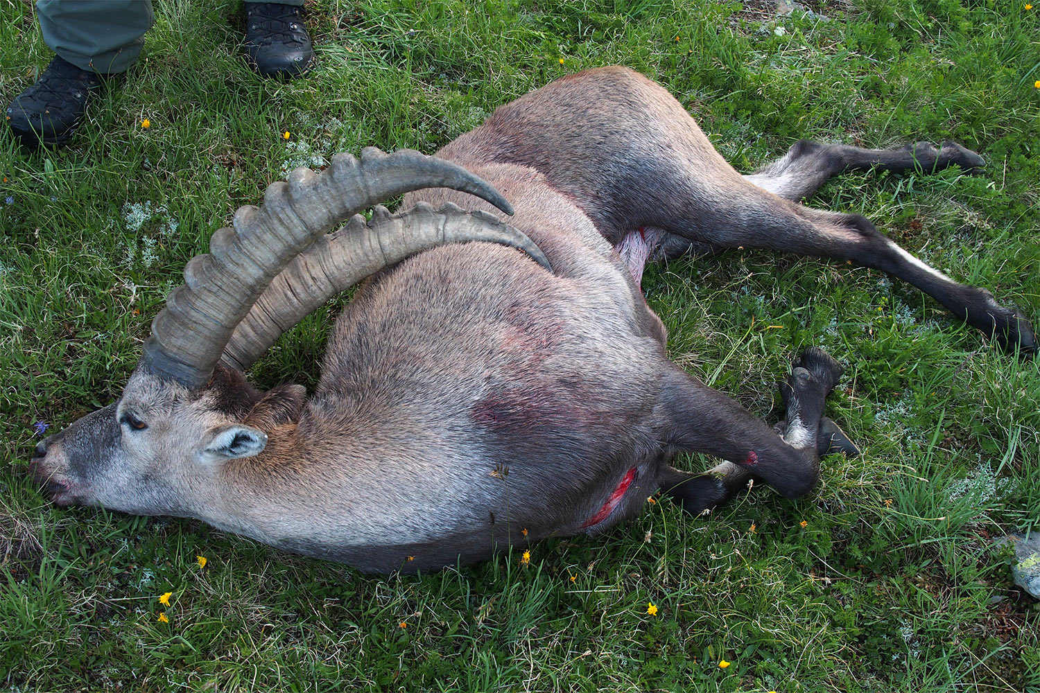 Erlegter Steinbock an der Edmund-Graf-Hütte . Verwall . Österreichische Alpen . 2013 (Foto: Andreas Kuhrt)