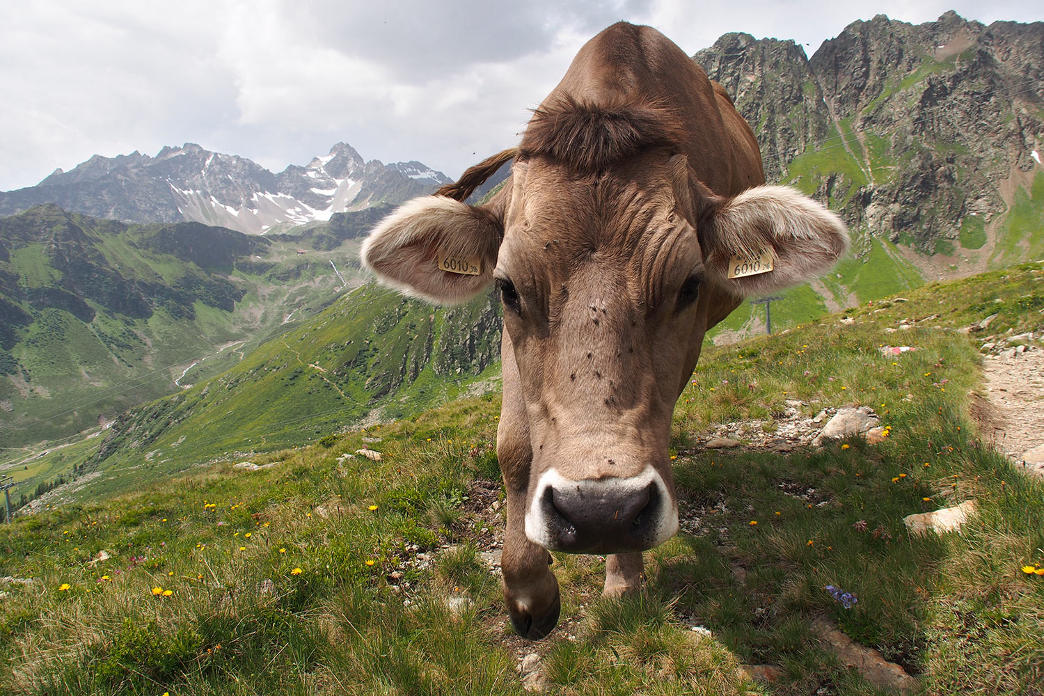 Kuh an der Diasalpe . Verwall . Österreichische Alpen . 2013 (Foto: Andreas Kuhrt)