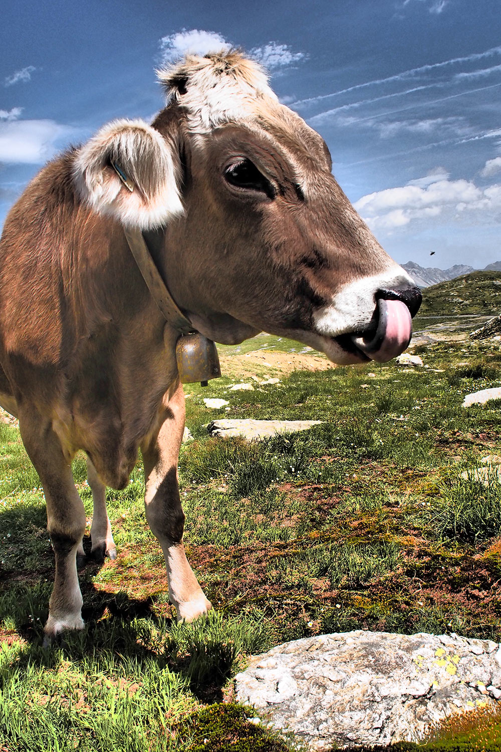 Kuh am Kaltenbergsee . Verwall . Österreichische Alpen . 2013 (Foto: Andreas Kuhrt)