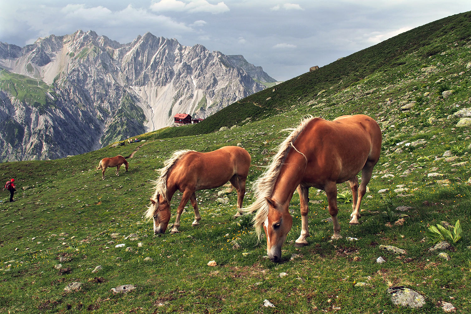 Pferdeparadies an der Kaltenberghütte . Verwall . Österreichische Alpen . 2013 (Foto: Andreas Kuhrt)