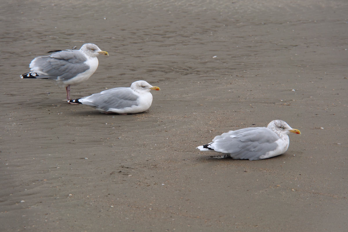 Am Strand bei Ster der Zee . Koksijde . Fotoclubtour Flandern 2013 (Foto: Andreas Kuhrt)