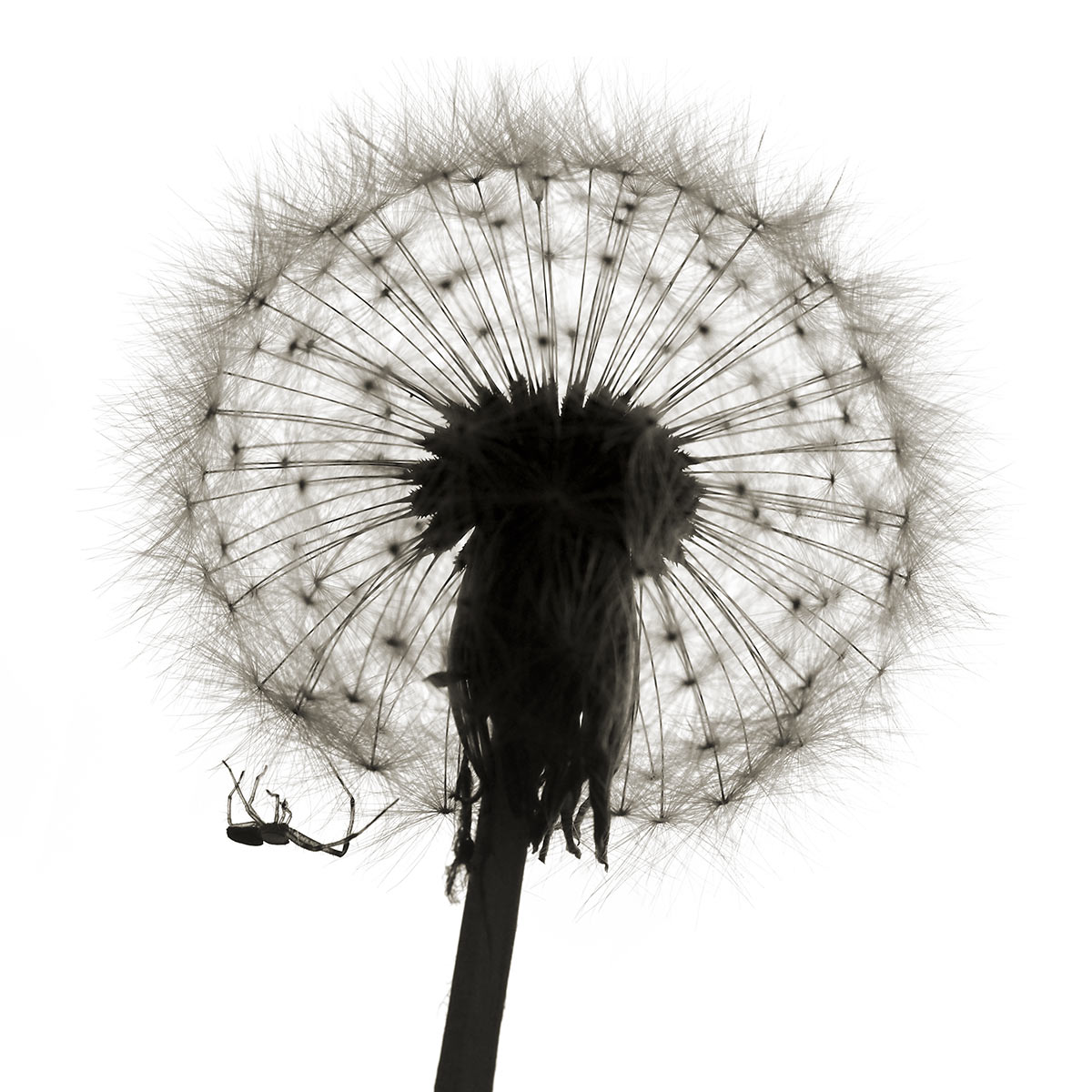 Vergänglicher Lebensraum . Am Ruppberg . Thüringer Wald . 2015 (Foto: Andreas Kuhrt)