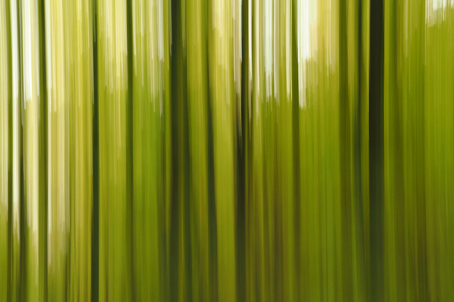 Wischwald . Kleiner Gleichberg . 2015 (Foto: Andreas Kuhrt)