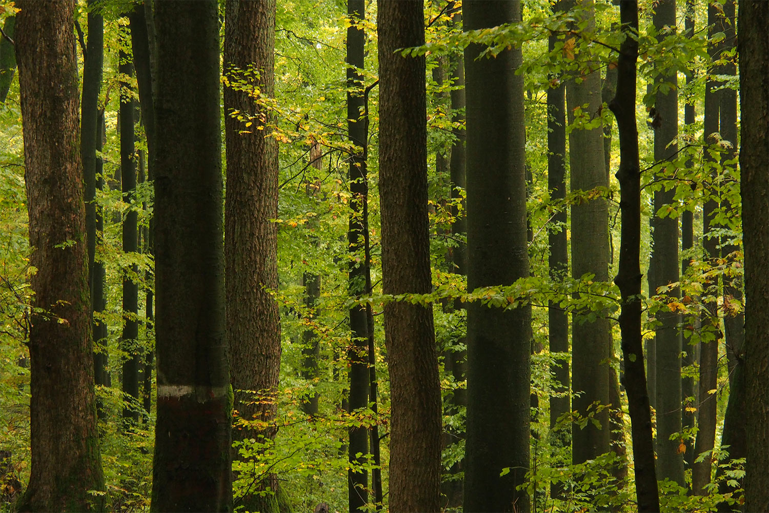 Mischwald . Kleiner Gleichberg . 2015 (Foto: Andreas Kuhrt)