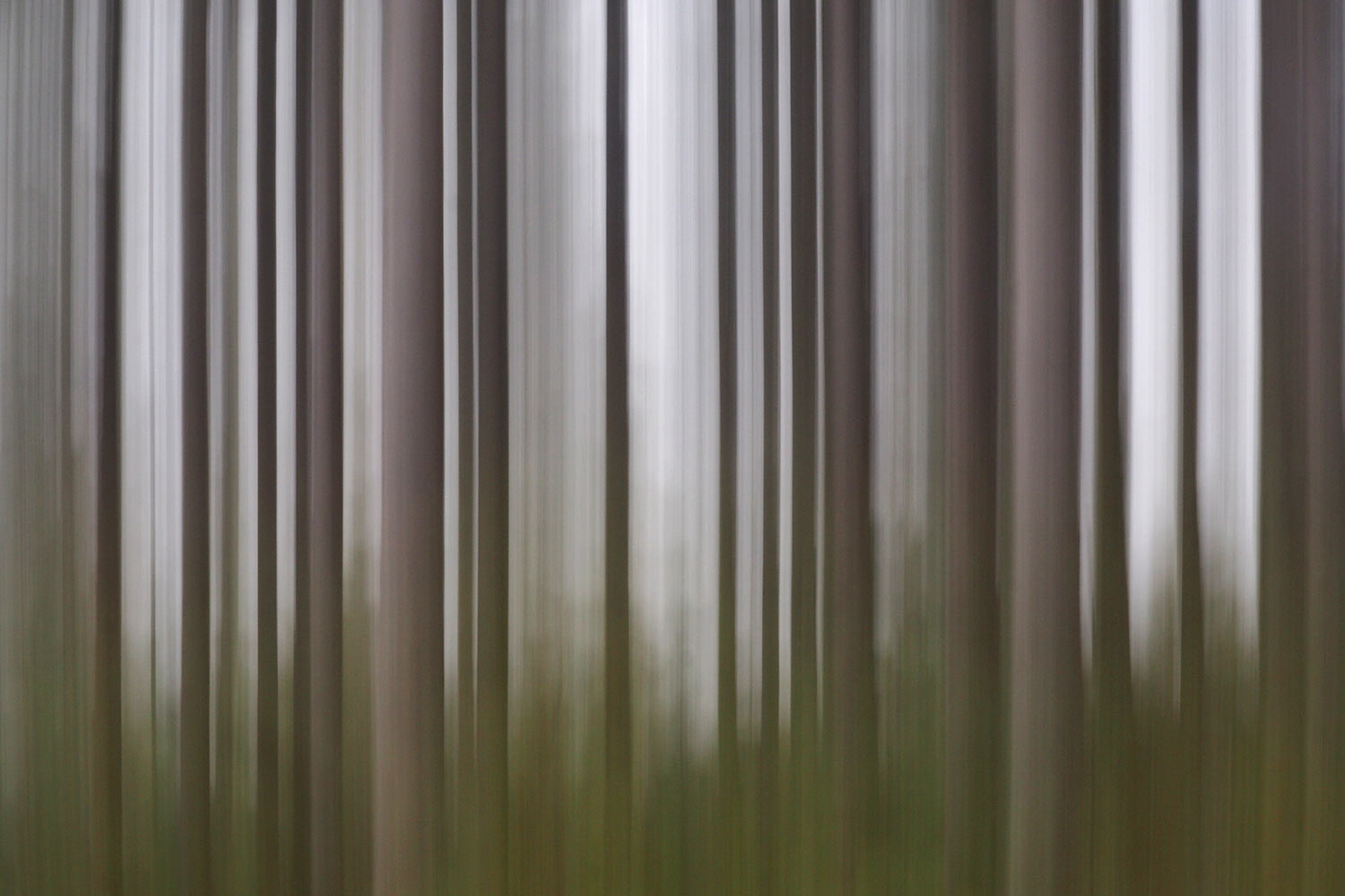 Wischwald . bei Oberschönau . Thüringer Wald . 2015 (Foto: Andreas Kuhrt)