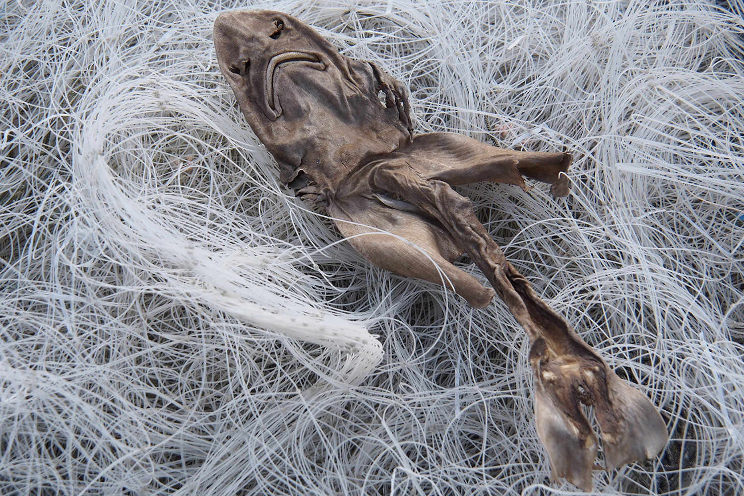 Fischmumie am Fischereistrand . Hastings . England (Foto: Andreas Kuhrt 2016)