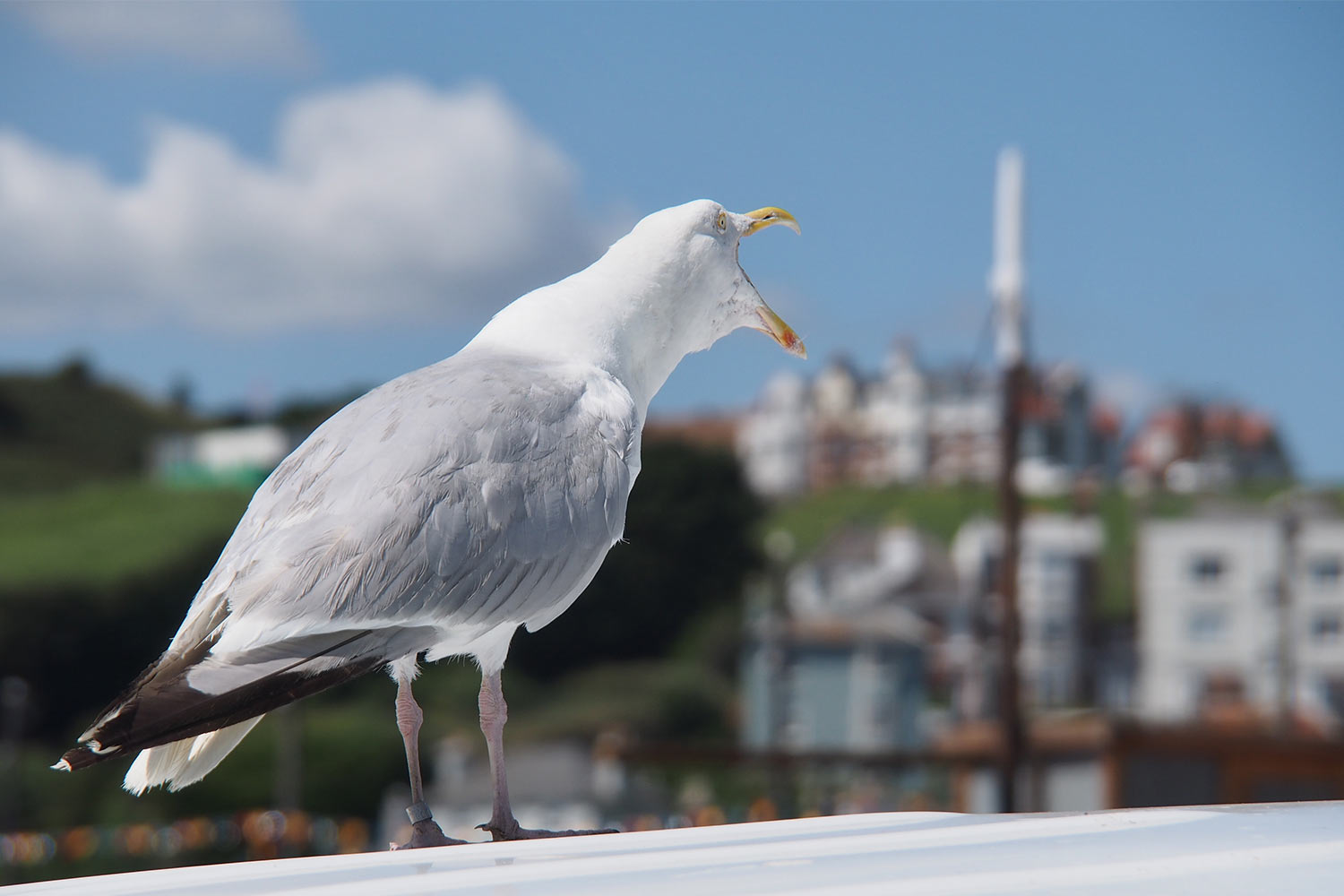 Möwe am Fischereistrand . Hastings . England (Foto: Andreas Kuhrt 2016)
