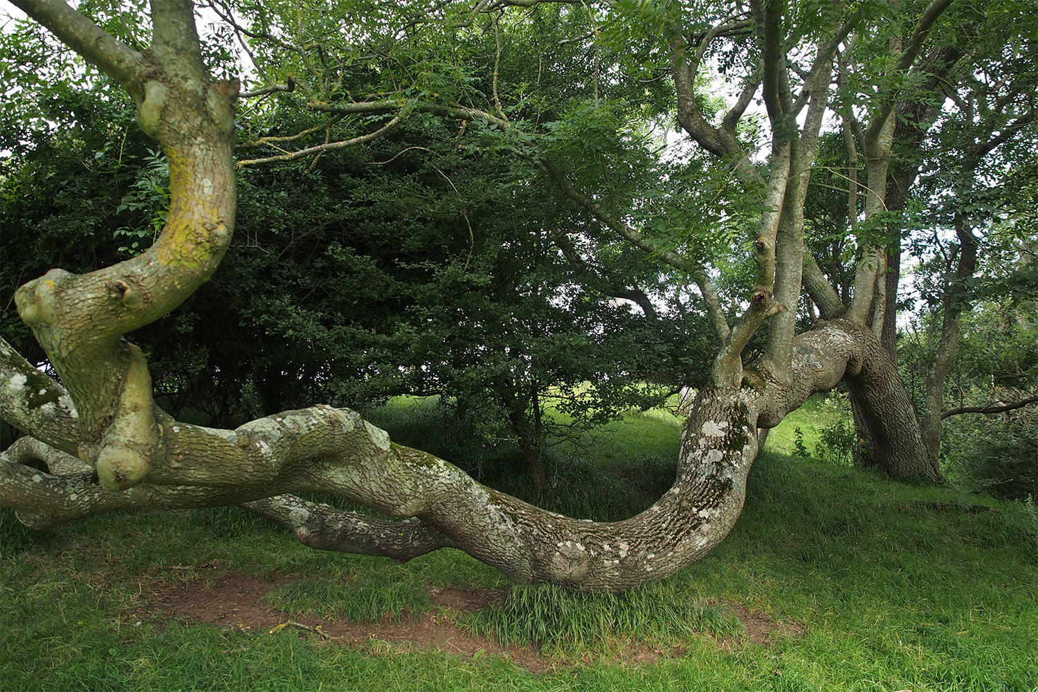 Crowlink . bei Birling Gap . England (Foto: Andreas Kuhrt 2016)