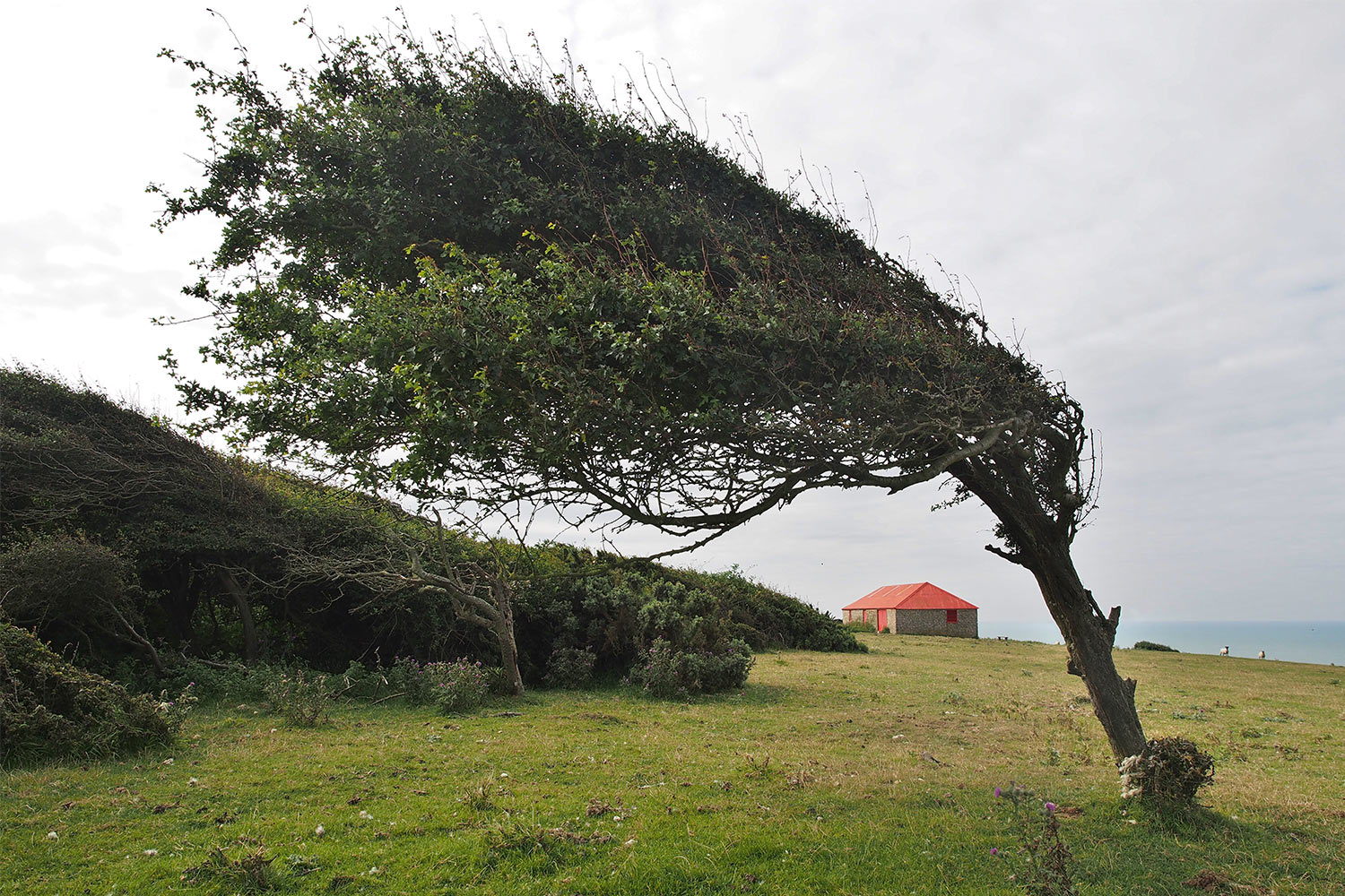 Schafweide Crowlink . bei Birling Gap . England (Foto: Andreas Kuhrt 2016)