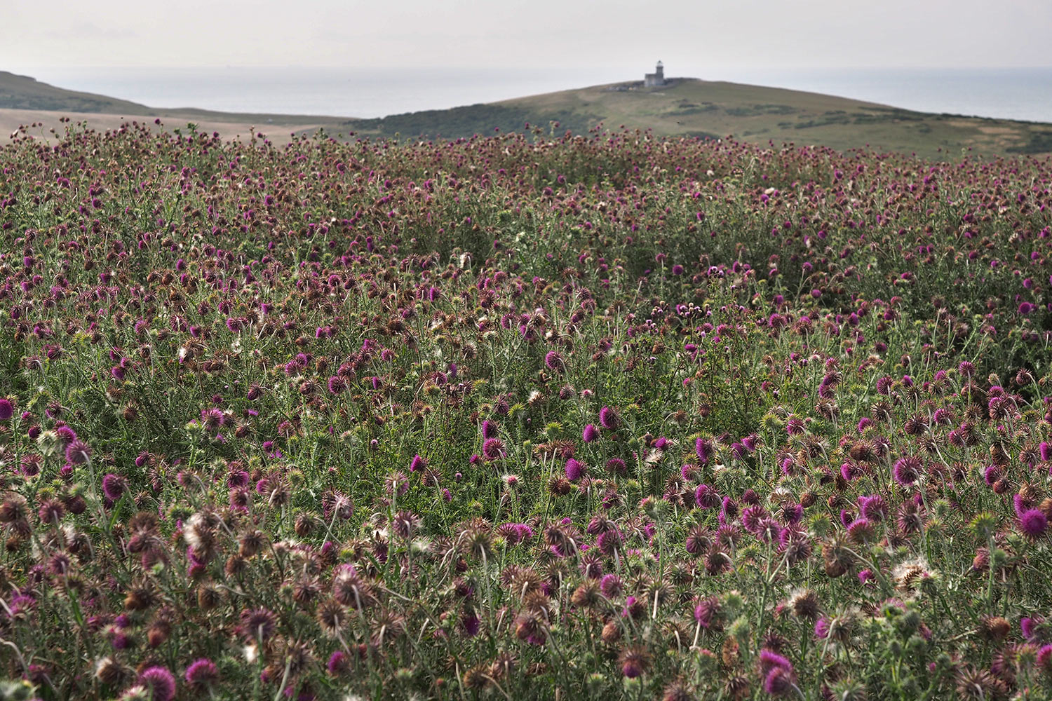 Blick zum Belle Tout Lighthouse . Crowlink . bei Birling Gap . England (Foto: Andreas Kuhrt 2016)