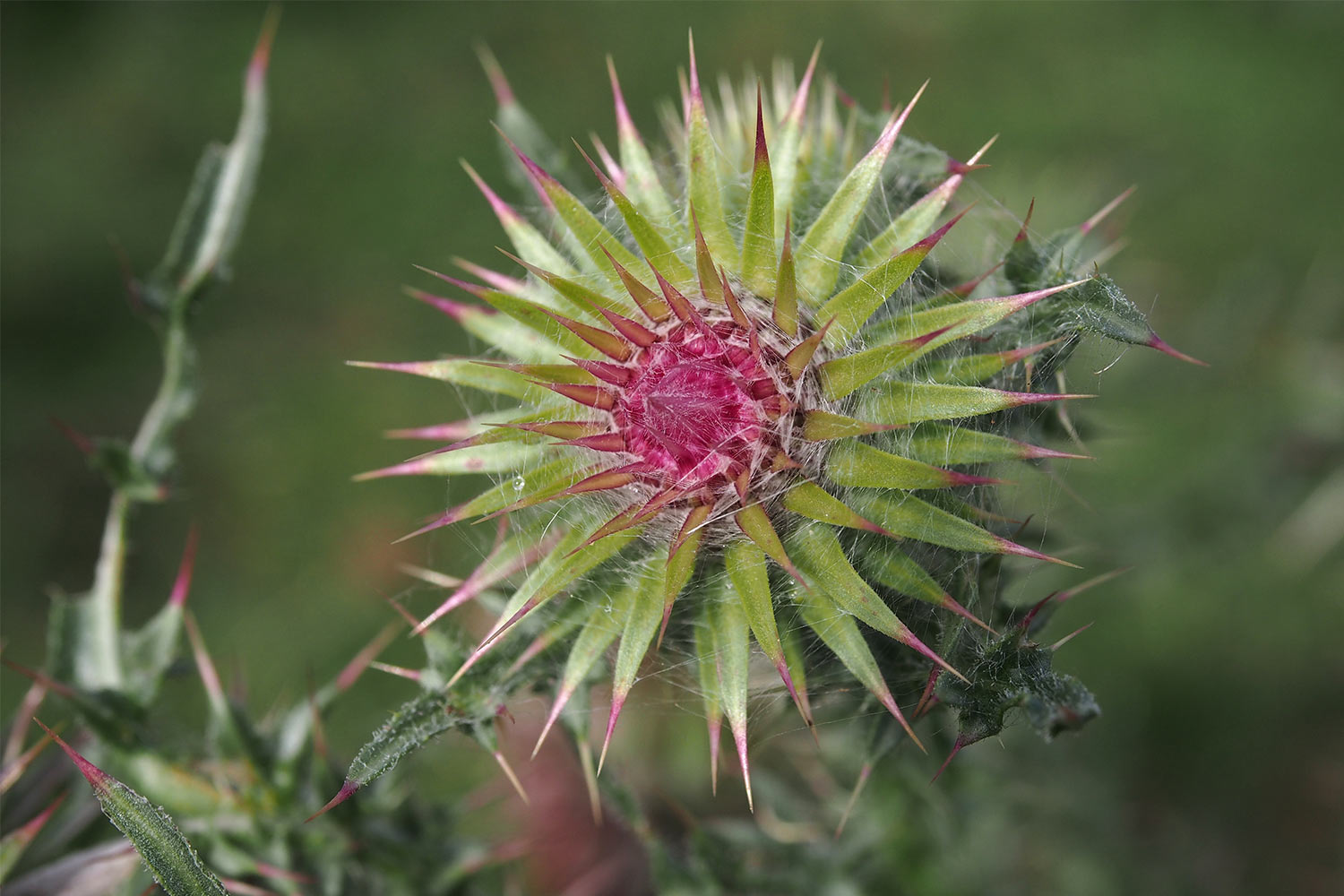 Disteln bei Crowlink . bei Birling Gap . England (Foto: Andreas Kuhrt 2016)