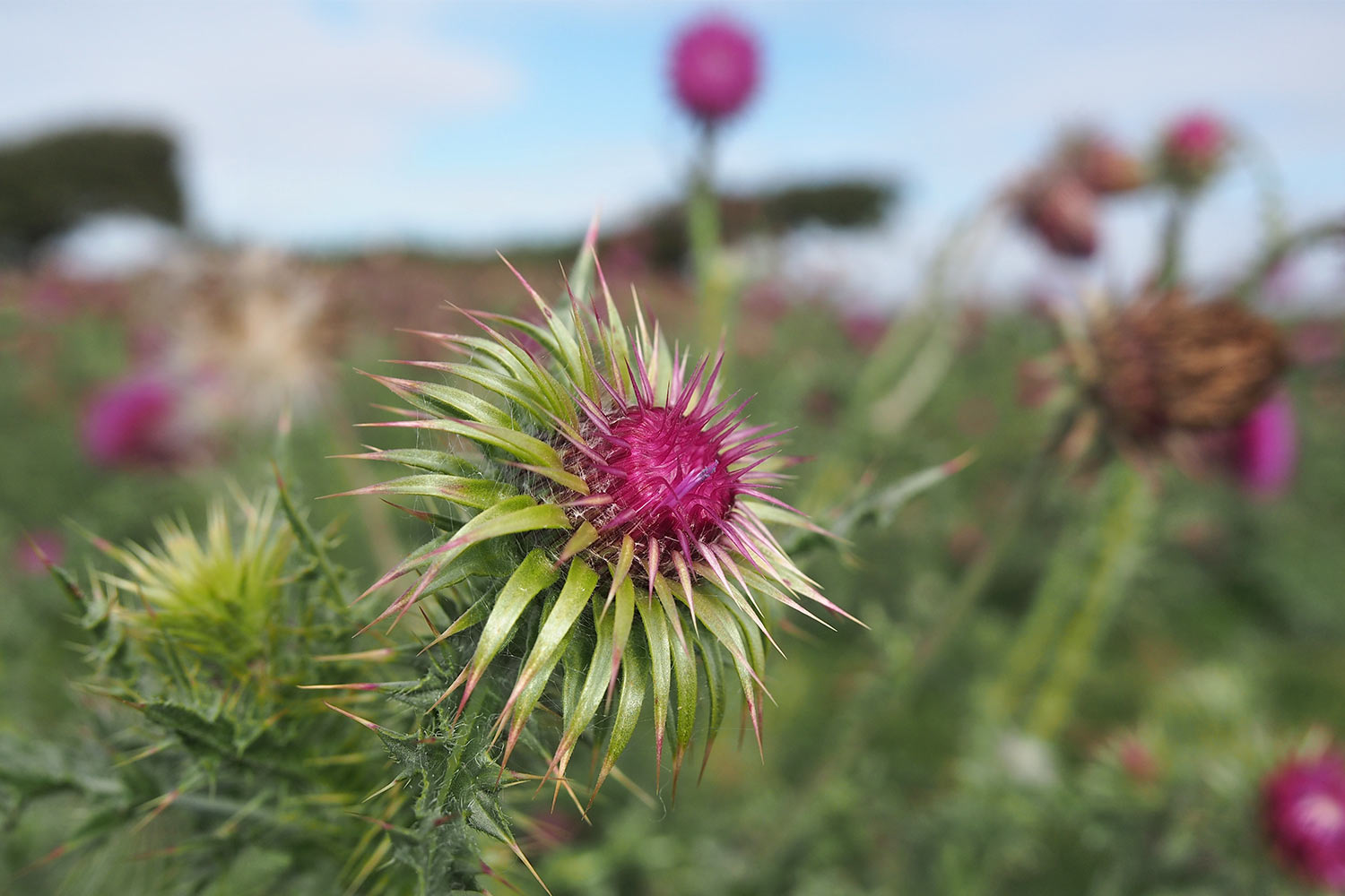 Disteln bei Crowlink . bei Birling Gap . England (Foto: Andreas Kuhrt 2016)
