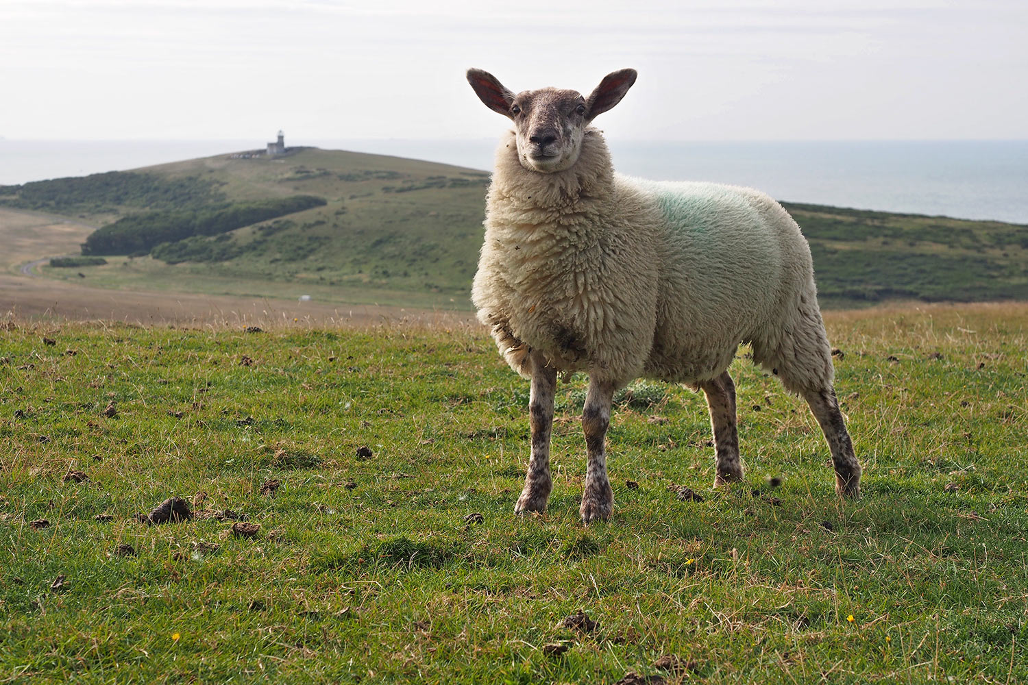 Schafweide Crowlink . bei Birling Gap . England (Foto: Andreas Kuhrt 2016)