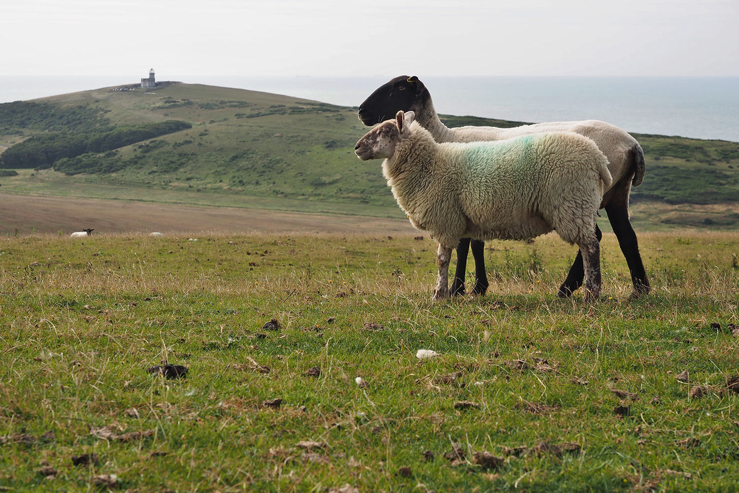 Schafweide Crowlink . bei Birling Gap . England (Foto: Andreas Kuhrt 2016)
