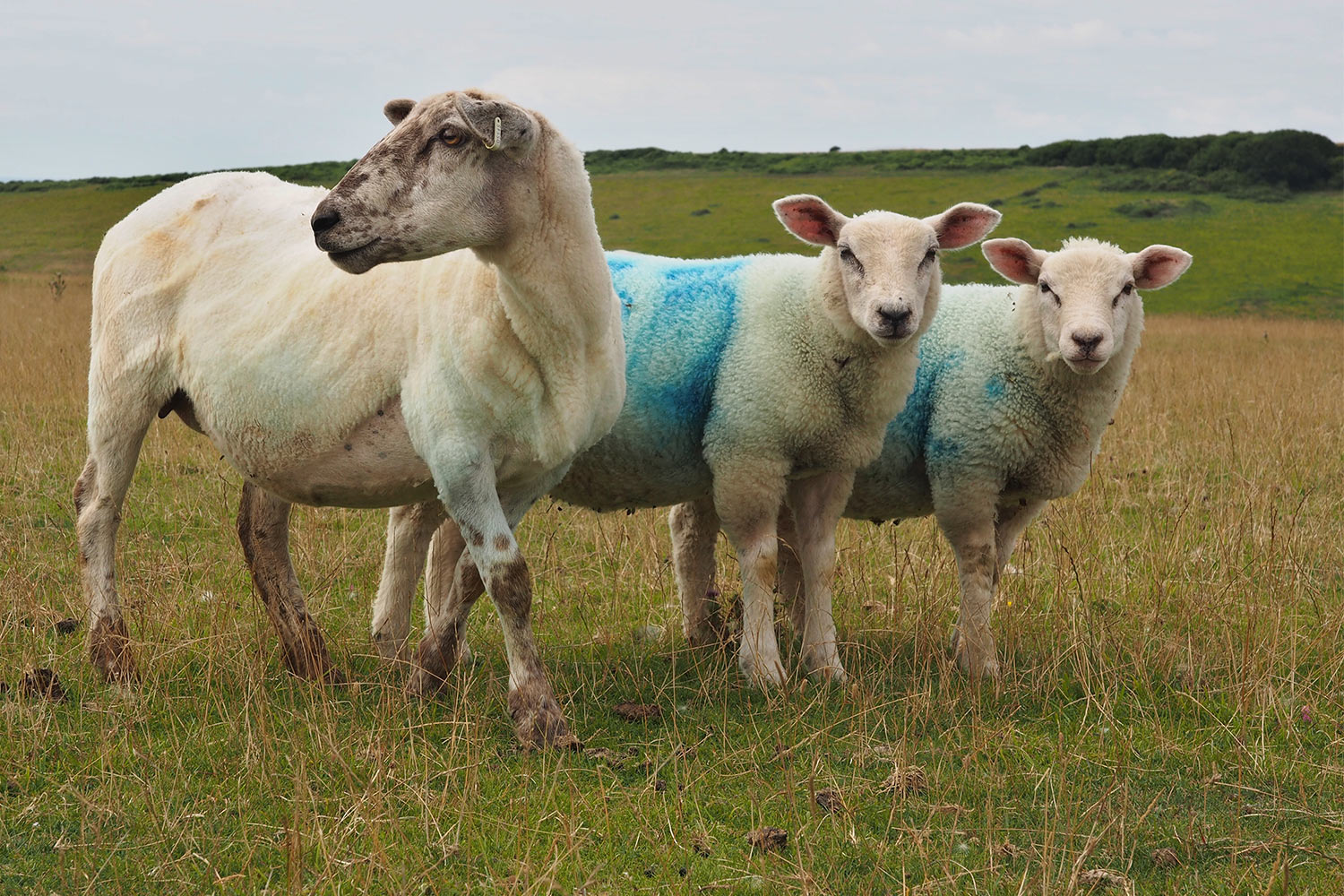 Schafweide Crowlink . bei Birling Gap . England (Foto: Andreas Kuhrt 2016)