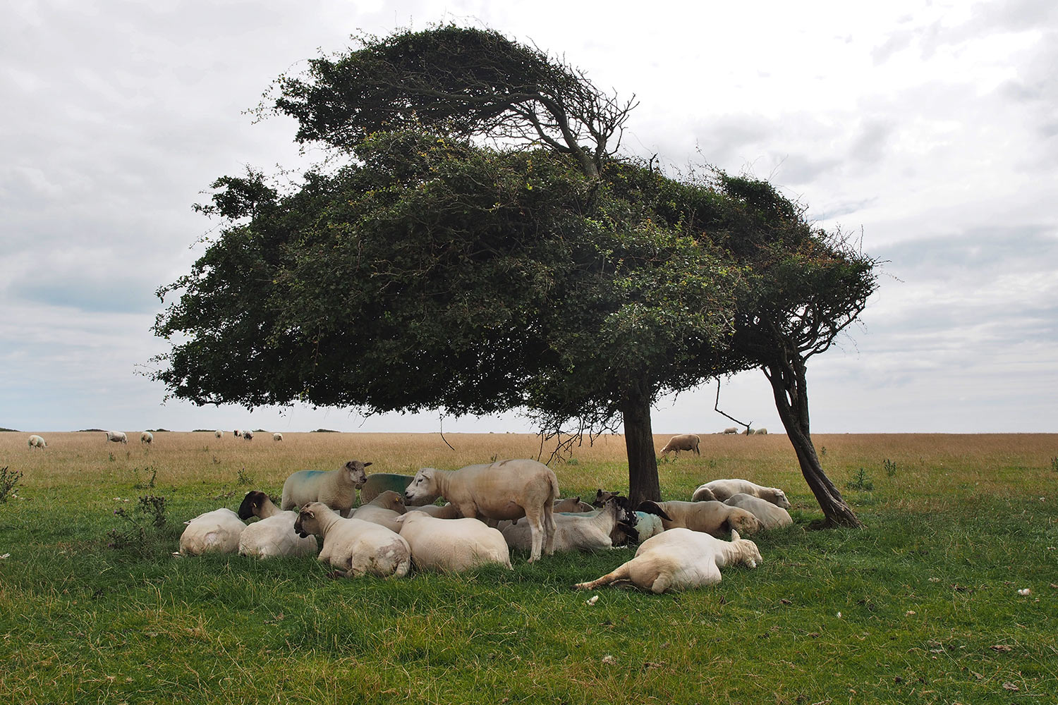 Schafweide Crowlink . bei Birling Gap . England (Foto: Andreas Kuhrt 2016)