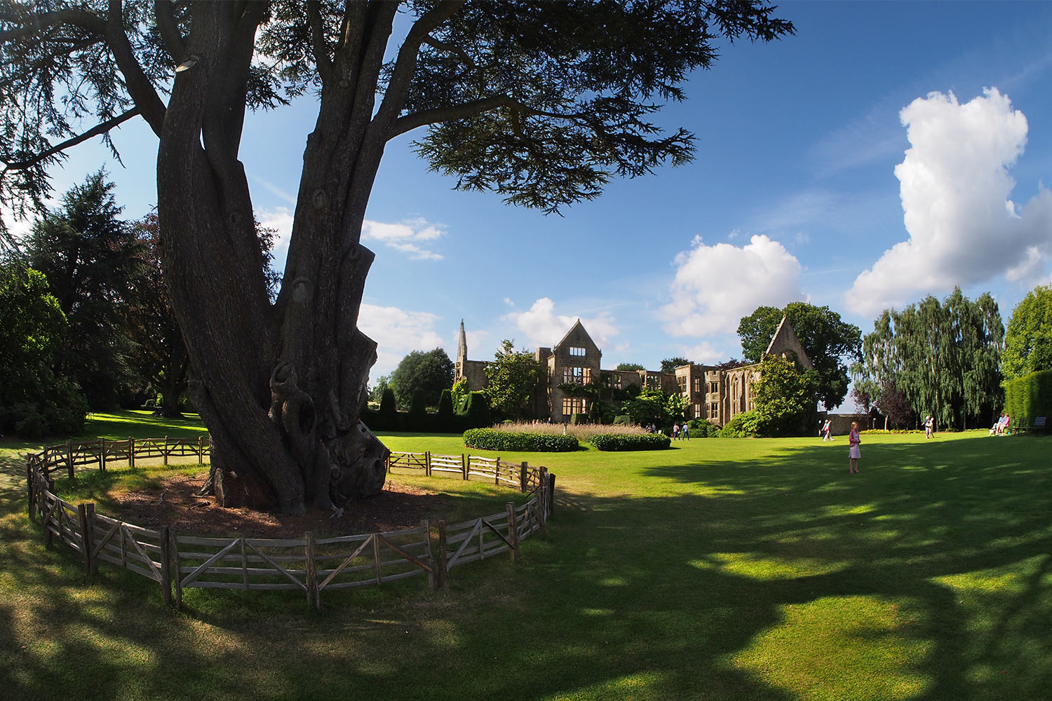 P0053965-2016-08-10-suedengland-nymans-house-garden Zeder im Park . Nymans House & Garden . bei Handcross . England (Foto: Andreas Kuhrt 2016)