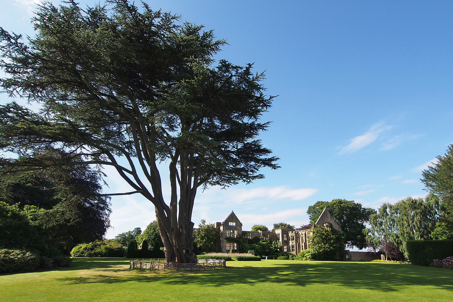 P0053984-2016-08-10-suedengland-nymans-house-garden Zeder im Park . Nymans House & Garden . bei Handcross . England (Foto: Andreas Kuhrt 2016)