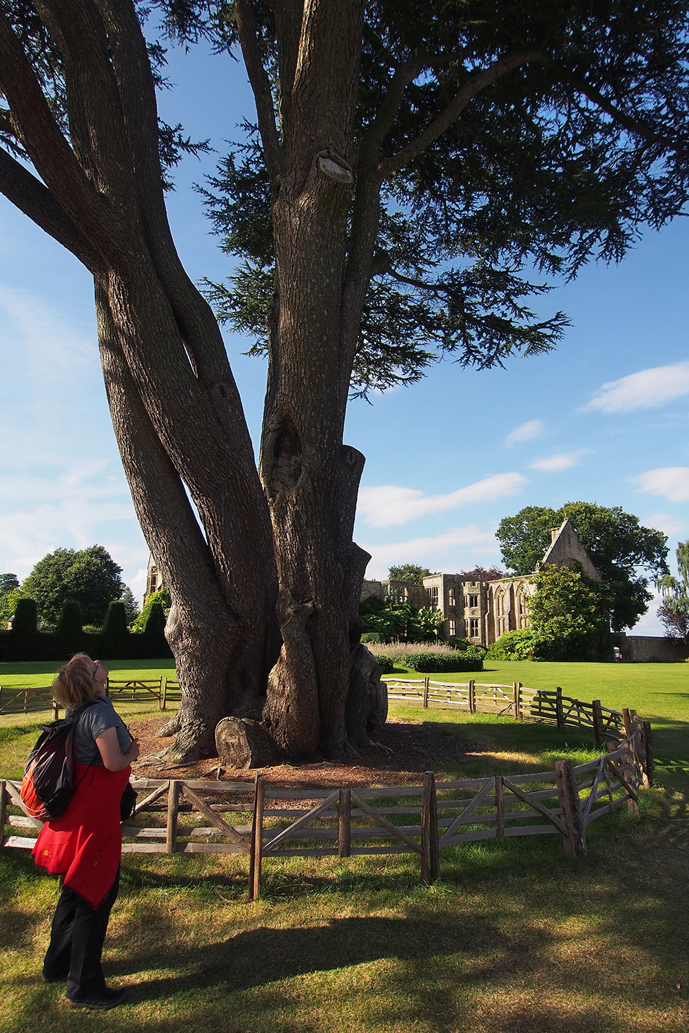 P0053987-2016-08-10-suedengland-nymans-house-garden Zeder im Park . Nymans House & Garden . bei Handcross . England (Foto: Andreas Kuhrt 2016)