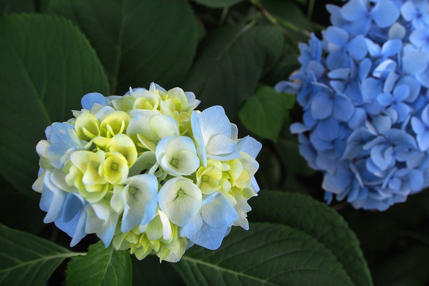 P0053994-2016-08-10-suedengland-nymans-house-garden-hortensie Hortensie . Nymans House & Garden . bei Handcross . England (Foto: Andreas Kuhrt 2016)