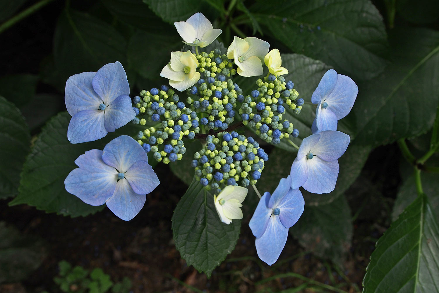 P0053996-2016-08-10-suedengland-nymans-house-garden-hortensie Hortensie . Nymans House & Garden . bei Handcross . England (Foto: Andreas Kuhrt 2016)