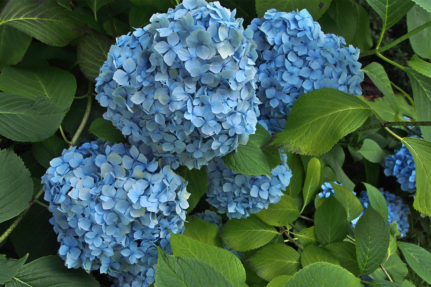 P0054000-2016-08-10-suedengland-nymans-house-garden-hortensie Hortensie . Nymans House & Garden . bei Handcross . England (Foto: Andreas Kuhrt 2016)