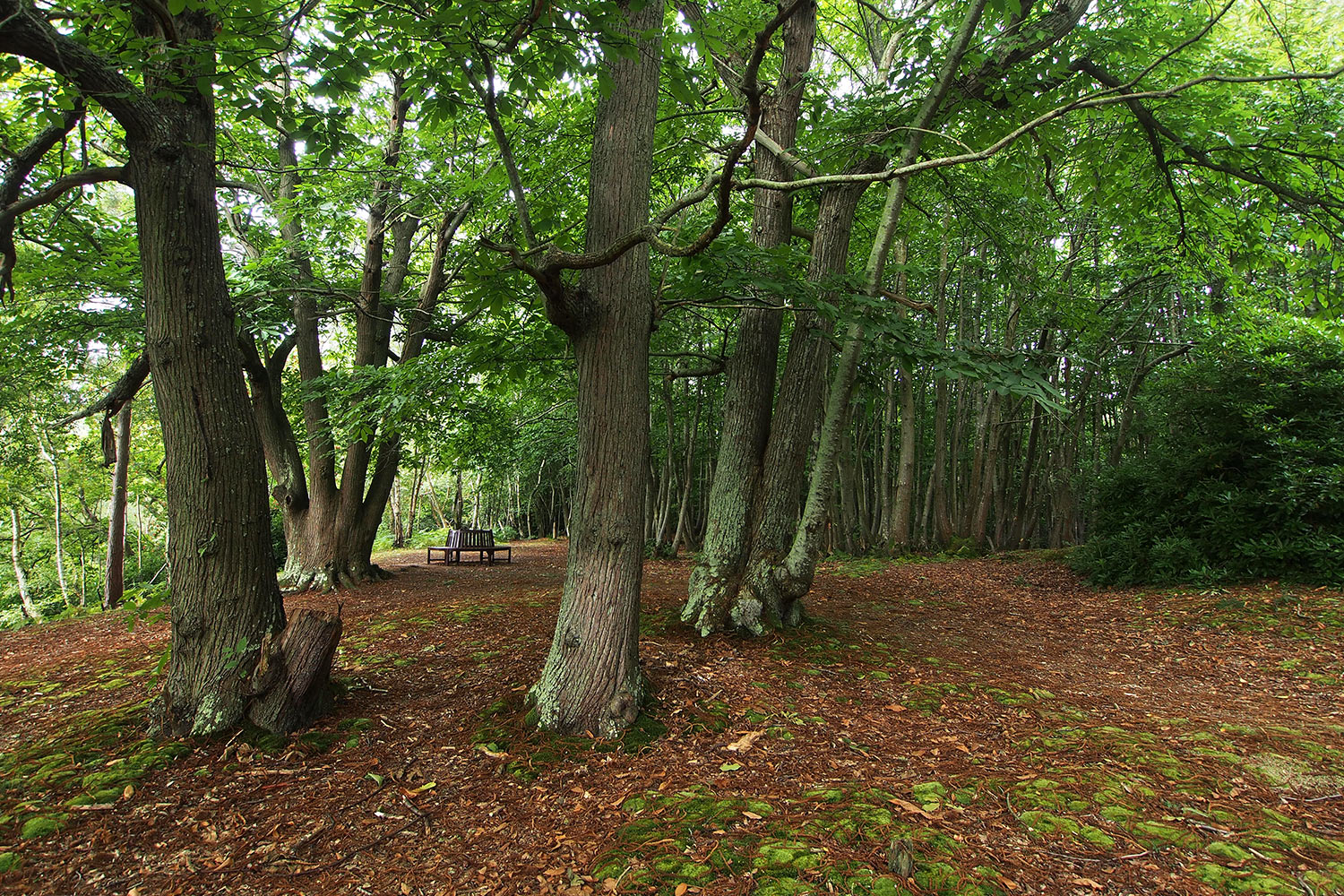 P0054041-2016-08-11-suedengland-graffham-camping-and-caravanning-club-wald Wald im Graffham Camping & Caravanning Club . England (Foto: Andreas Kuhrt 2016)