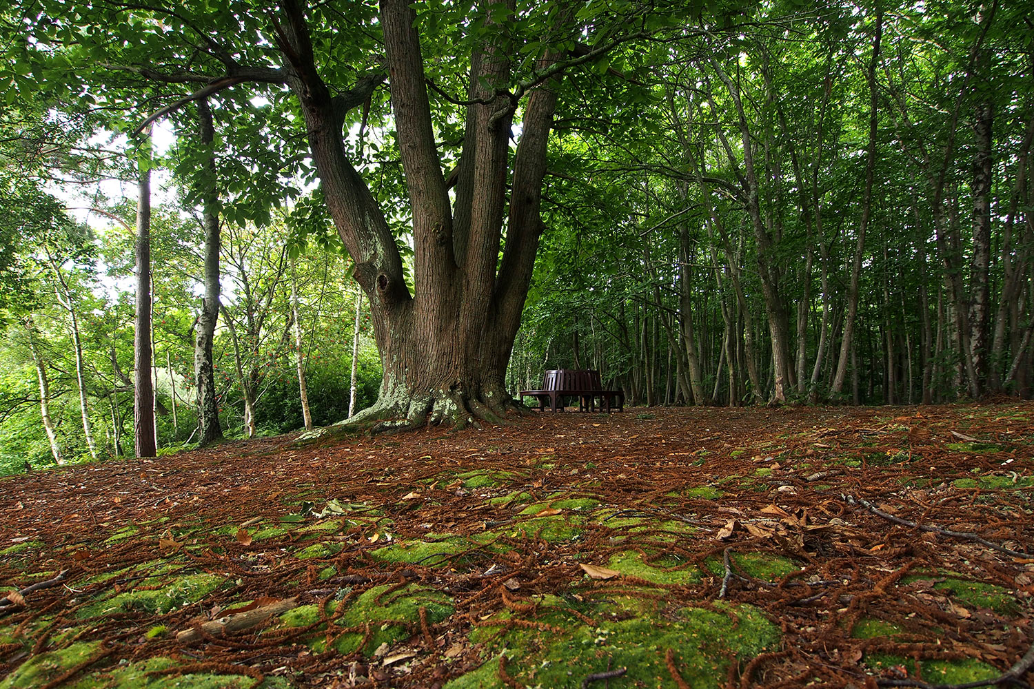 P0054043-2016-08-11-suedengland-graffham-camping-and-caravanning-club-wald Wald im Graffham Camping & Caravanning Club . England (Foto: Andreas Kuhrt 2016)